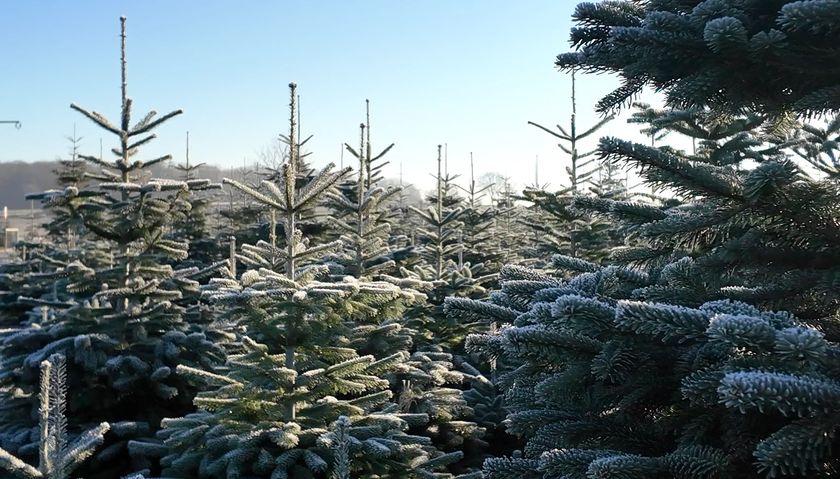 Weihnachtsbäume