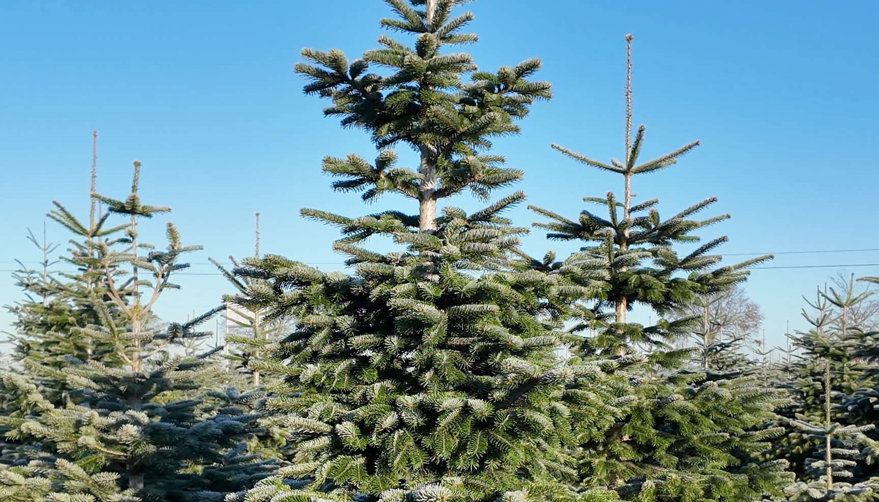 Weihnachtsbäume